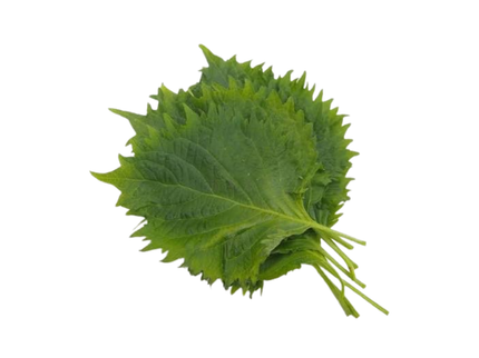 大葉