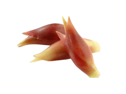 茗荷