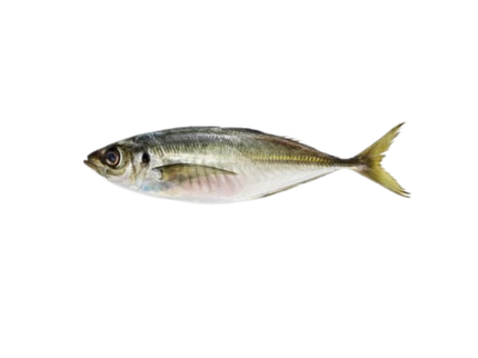 鯵