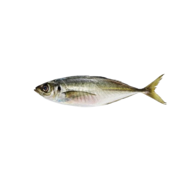 鯵