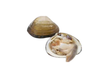 北寄貝