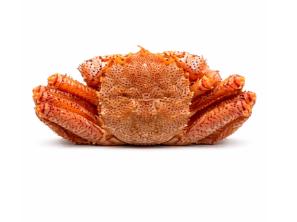 毛蟹