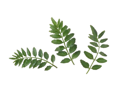 Kinome - Japanese Pepper Leaves (1 pack)