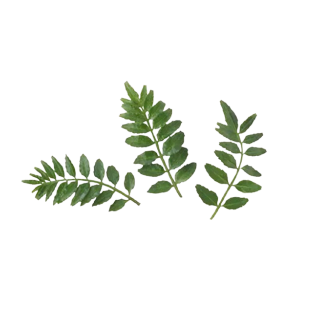 Kinome - Japanese Pepper Leaves (1 pack)